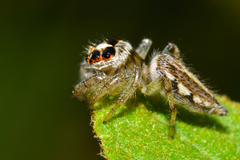 Salticidae