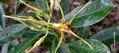 author not stated, no rights reserved Strophanthus speciosus, photograph author not stated, no rights reserved