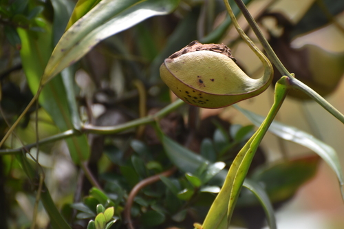 Nepenthes tobaica