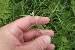 Eupatorium leucolepis