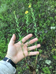 Hypericum virgatum