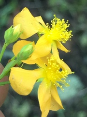Hypericum virgatum