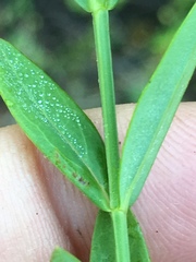 Hypericum virgatum