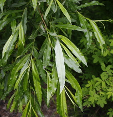 Salix schwerinii