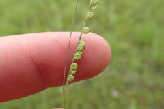 Paspalum praecox