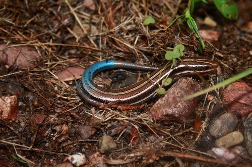 Chihuahuan Skink