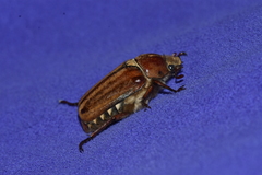 Anoxia matutinalis