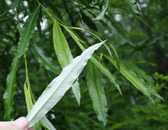 Salix schwerinii