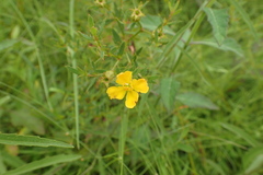 Rhexia lutea