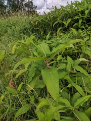 Koenigia polystachya