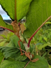 Koenigia polystachya