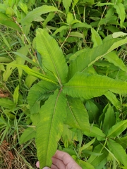 Koenigia polystachya