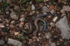 Plestiodon multilineatus