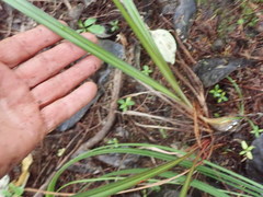 Dianella nigra