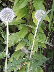 Echinops sphaerocephalus