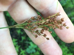 Juncus biflorus