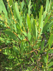 Acacia