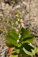 Leucothoe davisiae