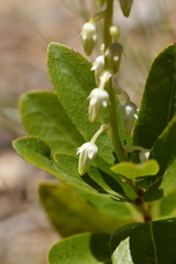 Leucothoe davisiae
