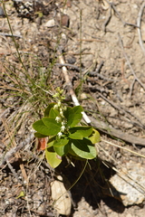 Leucothoe davisiae