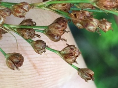Juncus biflorus