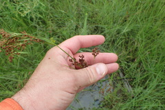 Rhynchospora elliottii