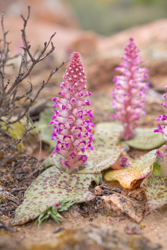 Lachenalia carnosa