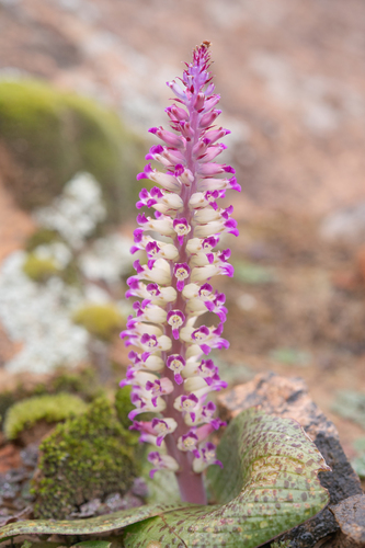 Lachenalia carnosa