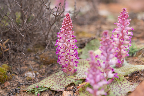 Lachenalia carnosa