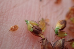 Rhynchospora elliottii