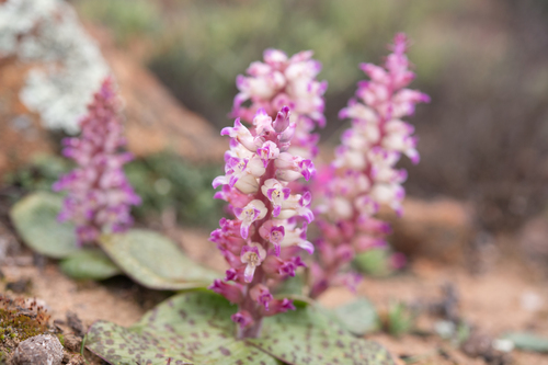 Lachenalia carnosa