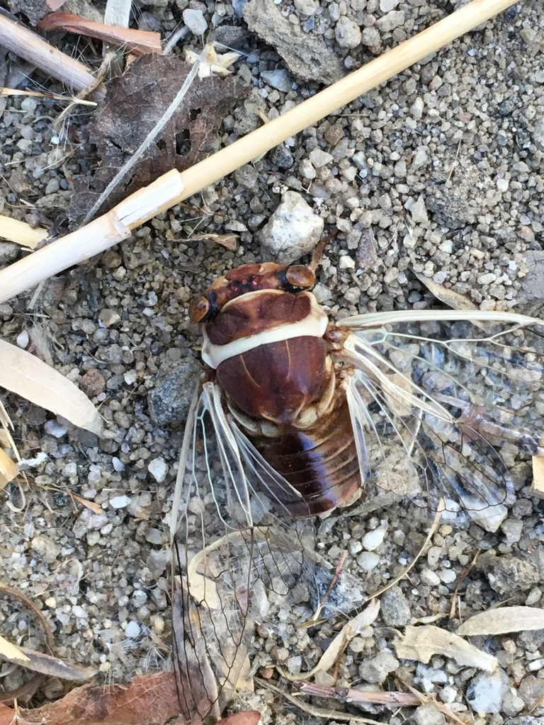 Citrus Cicada
