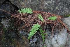 Myriopteris alabamensis