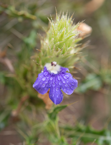 Acanthopsis horrida (Acanthopsis horrida)