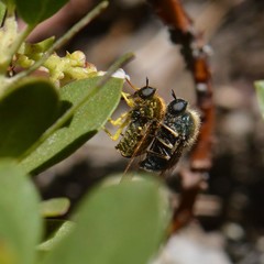 Eulonchus sapphirinus