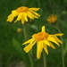 Arnica - Photo (c) Giorgio, some rights reserved (CC BY-NC-SA)