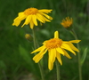 Arnica - Photo (c) Giorgio, some rights reserved (CC BY-NC-SA)