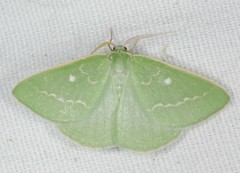 Thetidia smaragdaria
