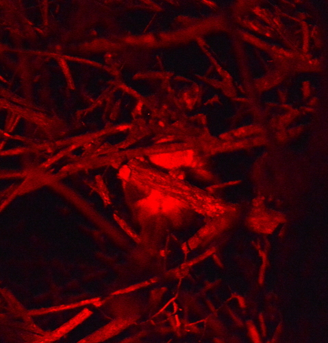 Leadbeater's Possum (Gymnobelideus leadbeateri)