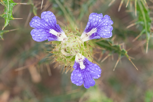 Acanthopsis horrida (Acanthopsis horrida)
