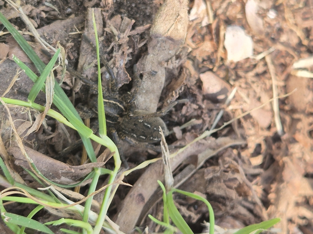 Aglaoctenus oblongus