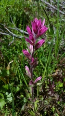 Castilleja parviflora olympica