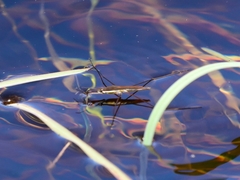 Limnoporus notabilis