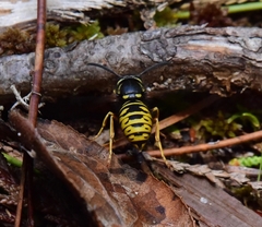 Vespula acadica