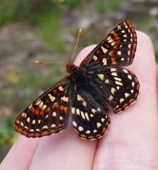 Euphydryas colon