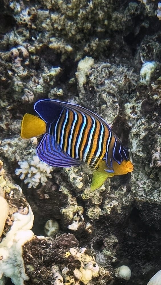Regal angelfish