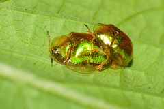 Charidotella succinea