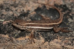 Sceloporus virgatus