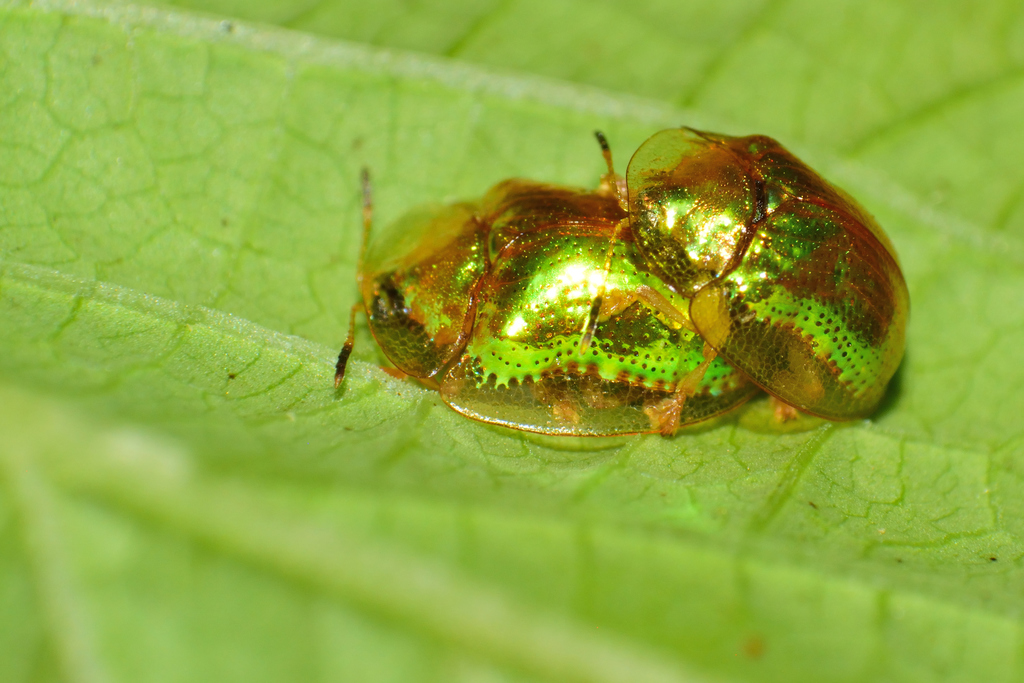 Charidotella succinea