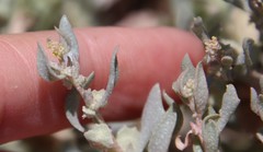 Atriplex lindleyi